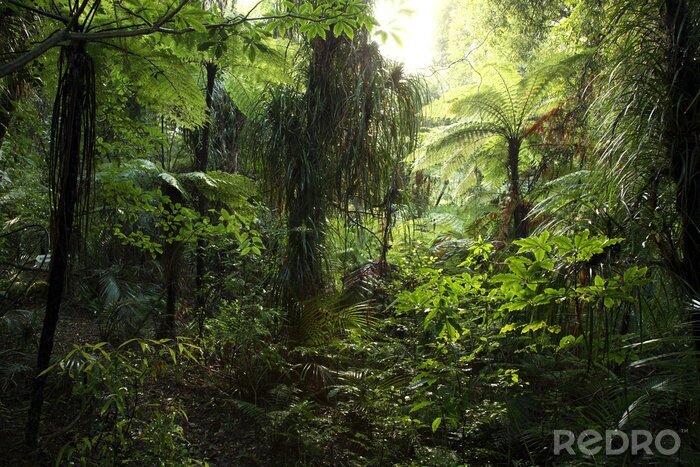 Fotobehang Struikgewas jungle