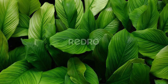 Fotobehang Struikgewas van een wilde plant met dikke bladeren