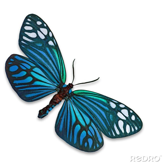 Fotobehang Subtiele turquoise vlinder