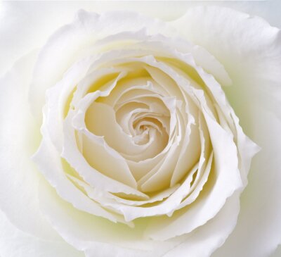 Fotobehang Subtiele witte roos