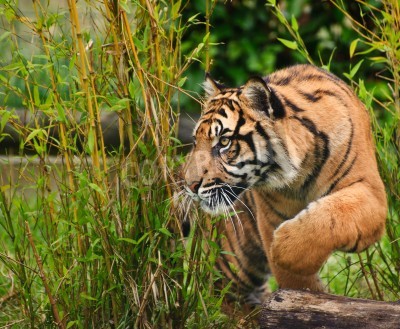 Fotobehang Sumatraanse tijger in het groen