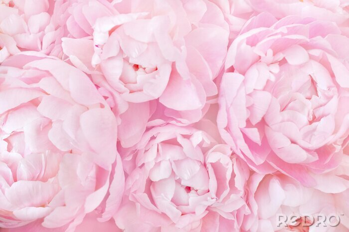 Fotobehang Summer blossoming delicate peony frame, blooming peonies flowers festive background, pastel and soft floral card, selective focus, toned