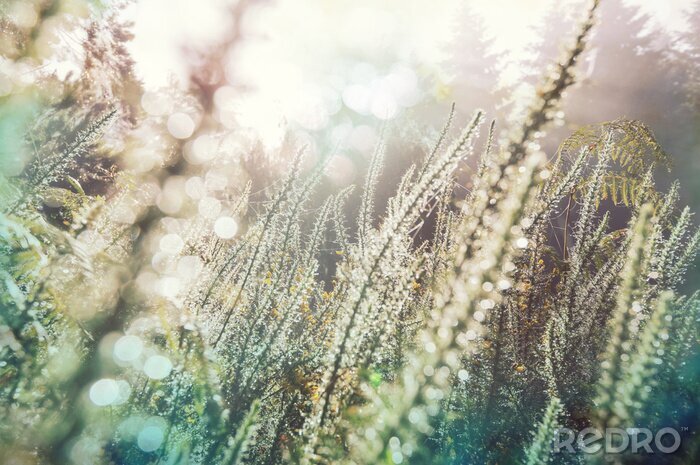 Fotobehang Sunny meadow