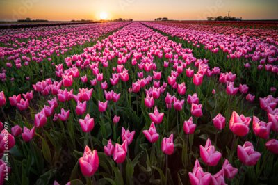 Fotobehang Sunset and warm sun light over the colored blooming tulip fields of holland