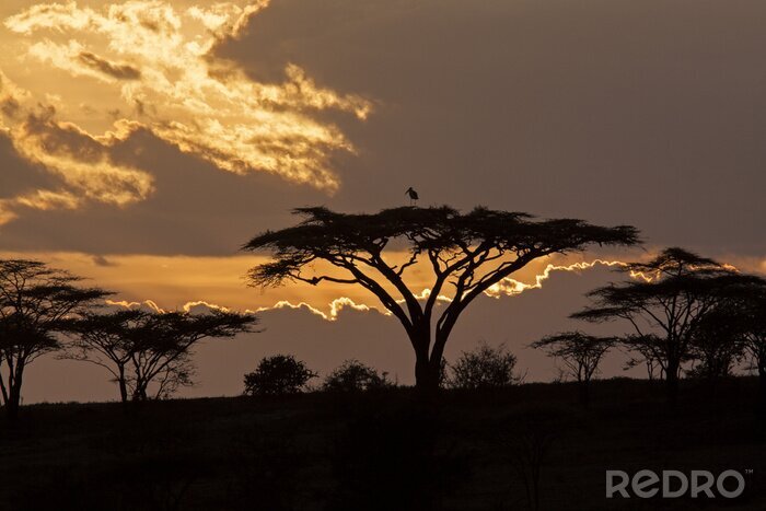Fotobehang Sunset safari
