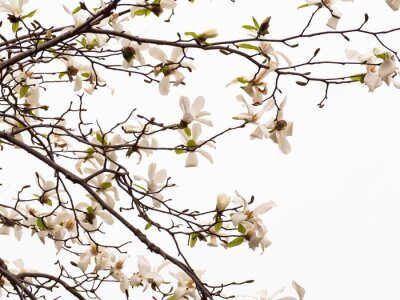 Fotobehang Tak en bladeren van de witte magnolia