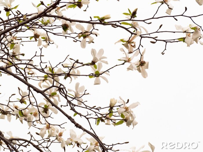 Fotobehang Tak en bladeren van de witte magnolia