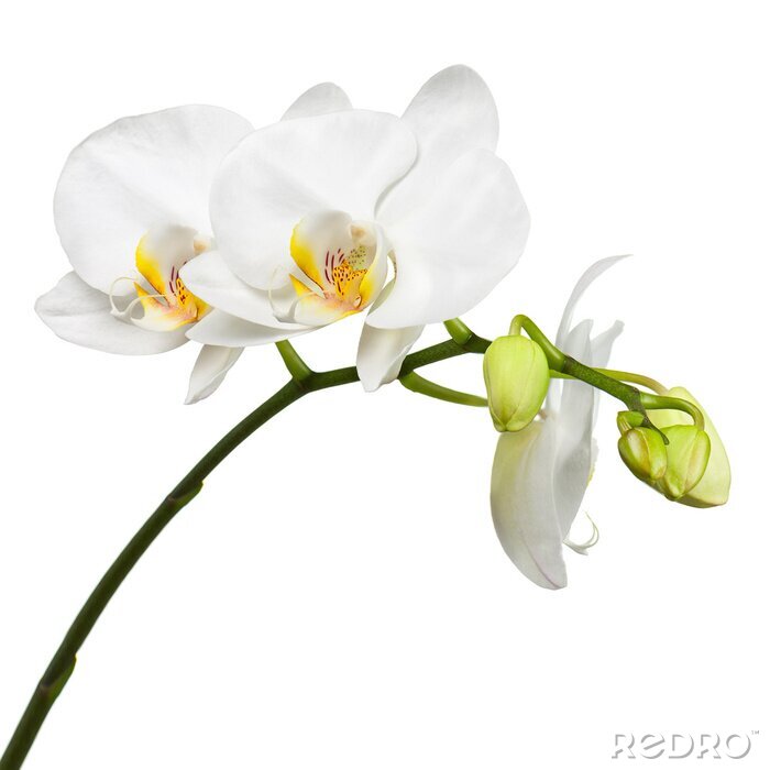 Fotobehang Tak met witte orchidee