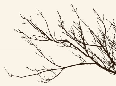 Fotobehang Tak van een boom