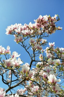 Fotobehang Takje met magnolia