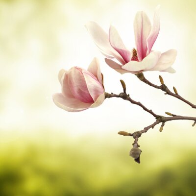 Fotobehang Takje met magnolia op groene achtergrond