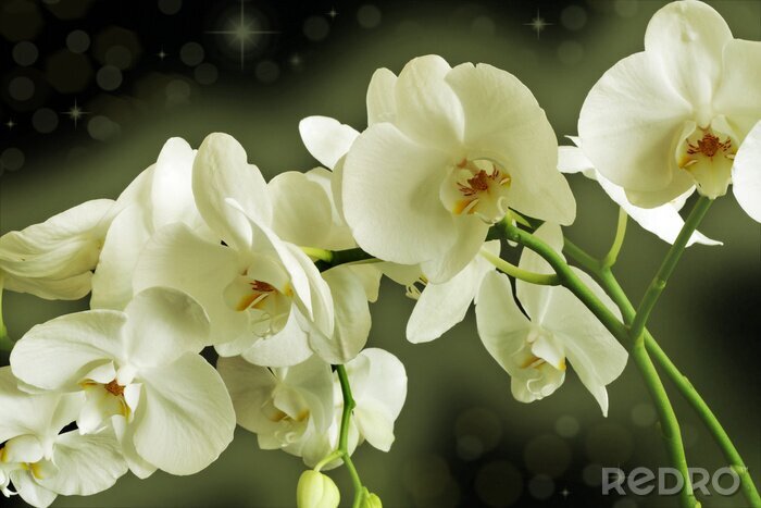 Fotobehang Takje met witte bloemen