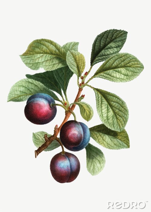 Fotobehang Takje van sleedoornbes met vruchten