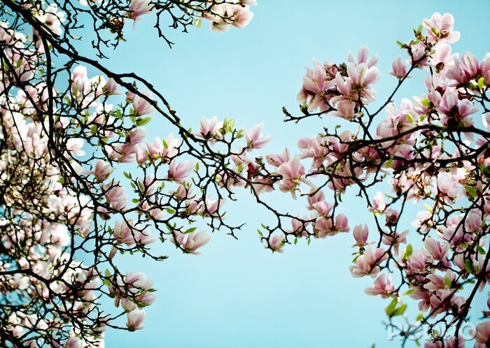 Fotobehang Takjes met magnolia's op een achtergrond van lucht