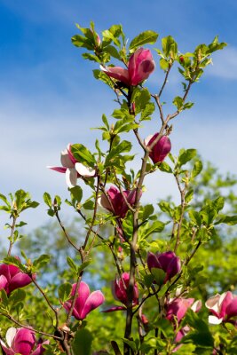 Fotobehang Takjes van een bloeiende magnolia