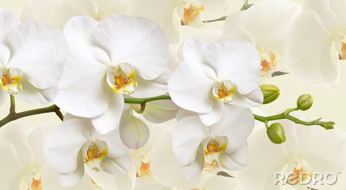 Fotobehang Takjes witte orchideeën