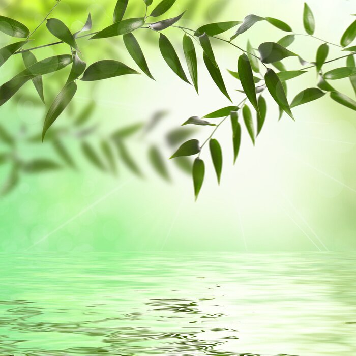 Fotobehang Takken boven het water