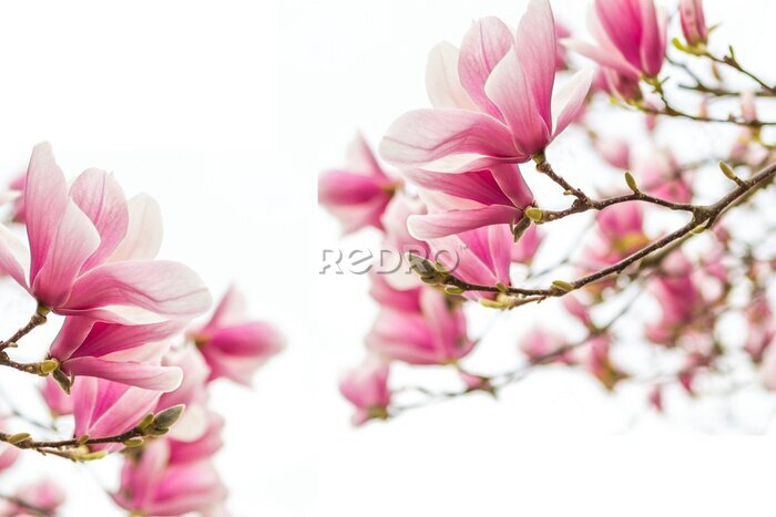 Fotobehang Takken van bloeiende magnolia op een witte achtergrond