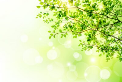 Fotobehang Takken van bomen op groene achtergrond