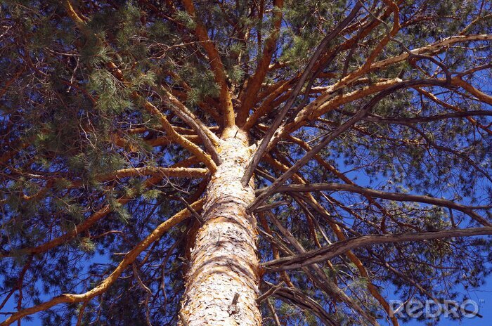 Fotobehang Takken van bomen van onderen gezien