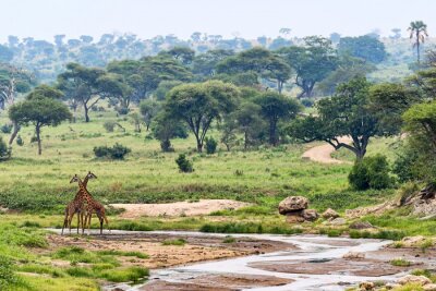 Fotobehang Tansania-Giraffe-11748