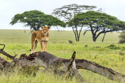 Fotobehang Tanzania Lion 15.354
