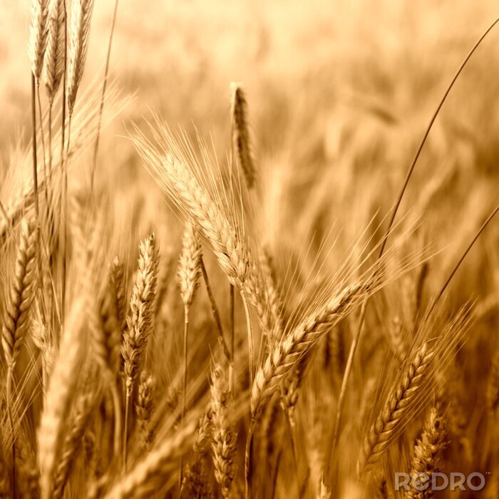 Fotobehang Tarweveld