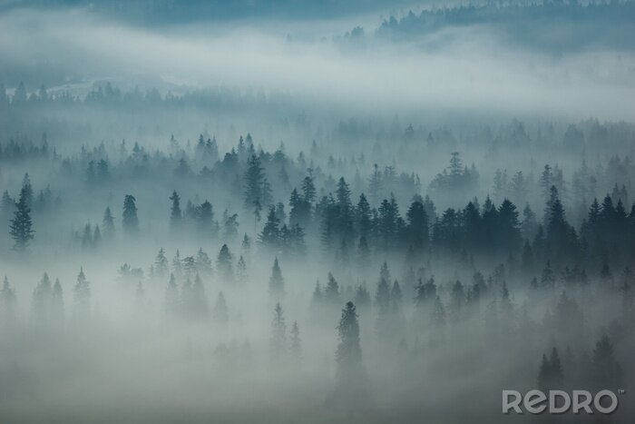 Fotobehang Tatragebergte en bossen in de mist, Zakopane, Polen