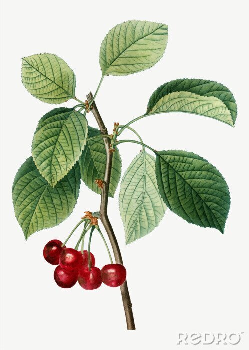 Fotobehang Tawuła wiązolistna takje met bloemen