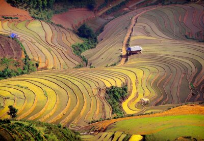 Fotobehang Terrasvelden in Vietnam