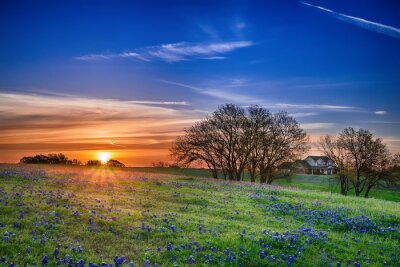 Texas bluebonnet Wildflower lente veld bij zonsopgang