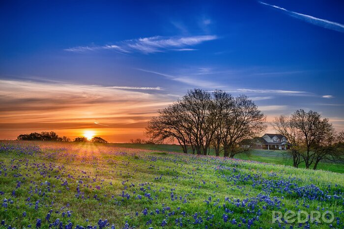 Fotobehang Texas bluebonnet Wildflower lente veld bij zonsopgang