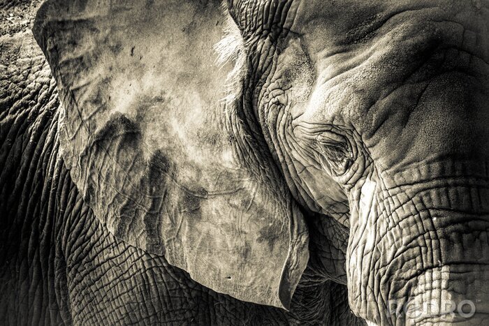 Fotobehang Textuur van olifantenhuid