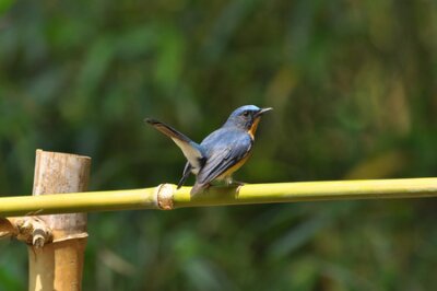 Fotobehang The hill blue flycatcher is a species of bird in the Muscicapidae family. It is found in Bangladesh, Brunei, Cambodia, China, India, Indonesia, Laos, Malaysia, Myanmar, Nepal, Thailand, and Vietnam