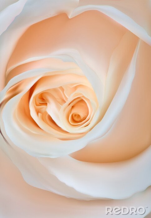 Fotobehang Theekleurige roos in macro versie