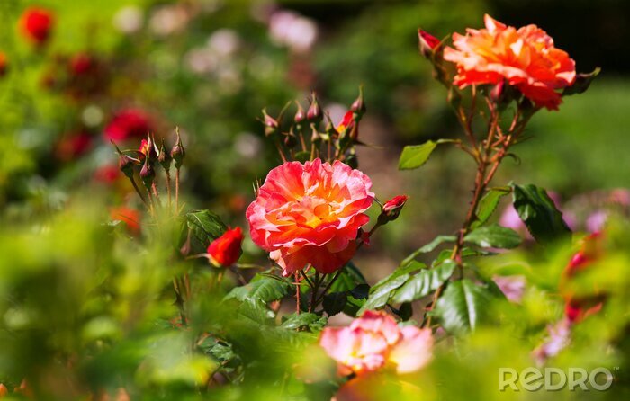 Fotobehang Theekleurige rozen in de tuin