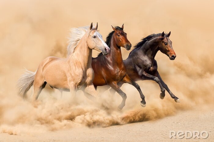 Fotobehang Three horse run in desert sand storm
