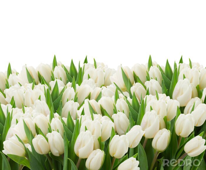 Fotobehang Tientallen witte tulpen
