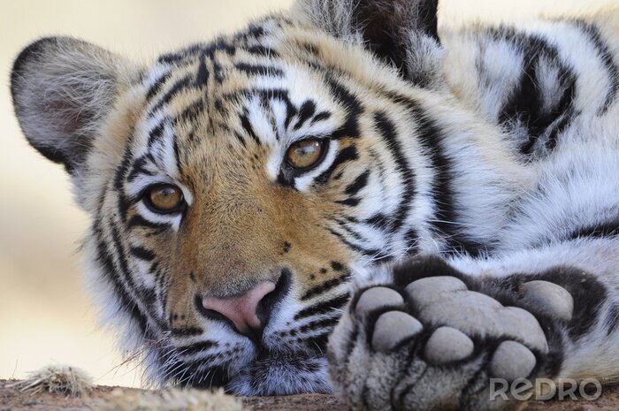 Fotobehang Tijger die zijn poot toont