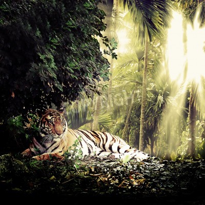 Fotobehang Tijger liggend in de jungle