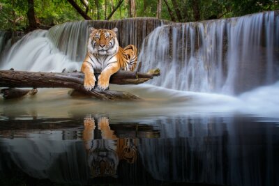 Fotobehang Tijger rust bij een waterval in de jungle