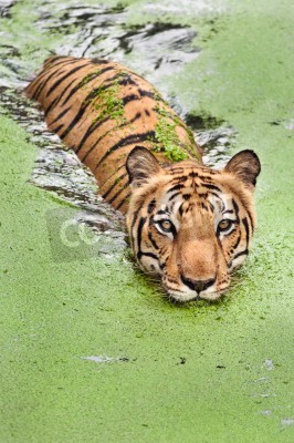 Fotobehang Tijger zwemmend door moerassig water