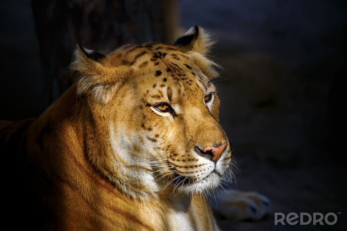 Fotobehang Tijgers gouden gevlekte tijger verlicht door de zon