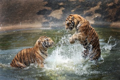 Fotobehang Tijgers springen in het water