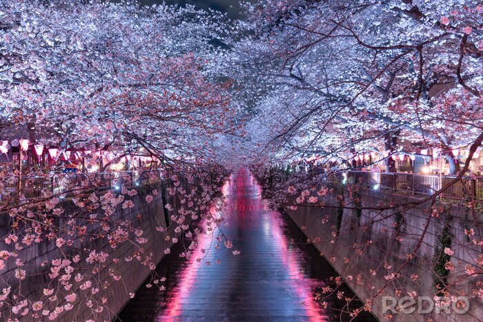 Fotobehang Tokio bij nacht met kersenbloesems