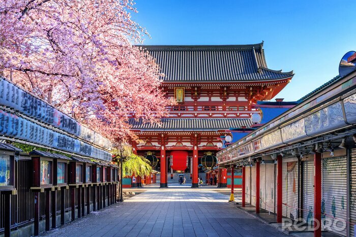 Fotobehang Tokio tempels en kersenbomen