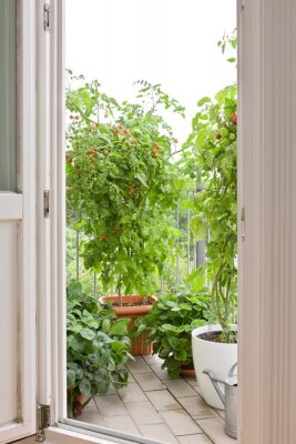 Fotobehang Tomatenstruiken op het balkon