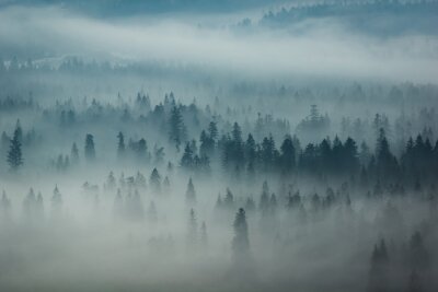 Fotobehang Topjes van naaldbomen in de mist