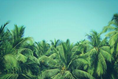 Toppen van palmbomen op een hemelachtergrond