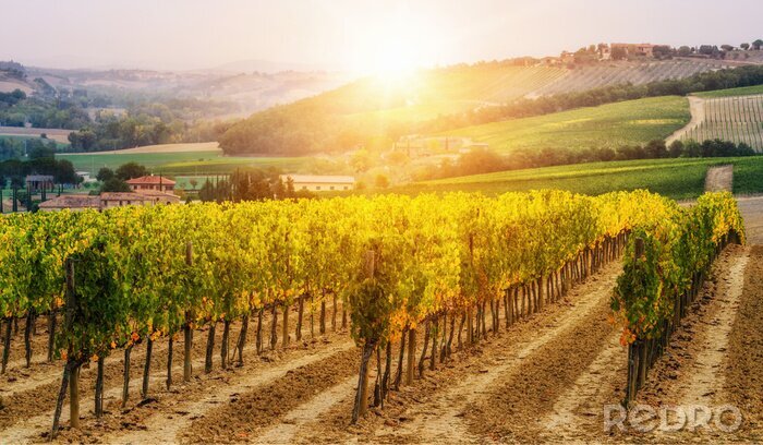 Fotobehang Toscaanse wijngaard onder de zon
